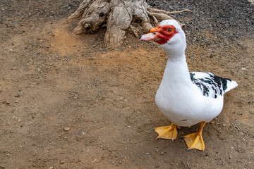 Muscovy duck (Cairina moschata)