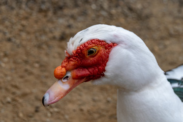 Muscovy duck (Cairina moschata)