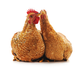 Chicken and cock.