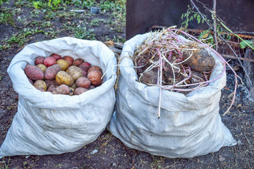 Two bags with fresh and old potatoes with sprouts difference at garden
