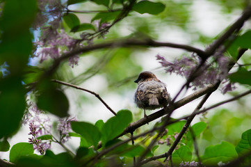 Sparrow in a lilac bushes