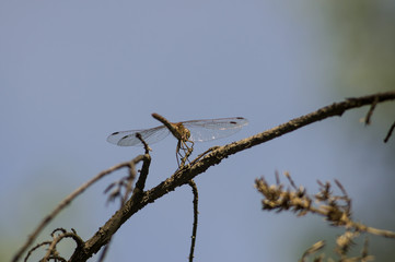Dragonfly
