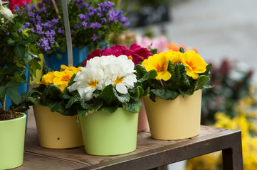 closeup of colorful primroses in pot at the florist