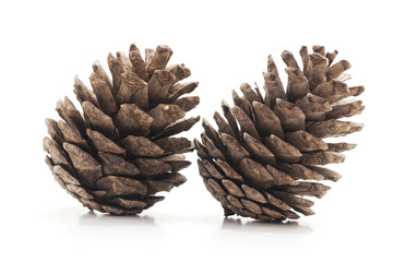 Fototapeta premium Two pine cones.