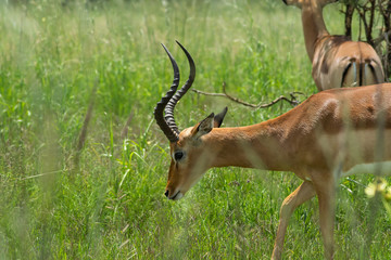 Impala eating grass from a field