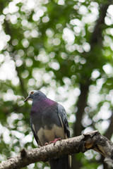 Pigeon sitting on the branch