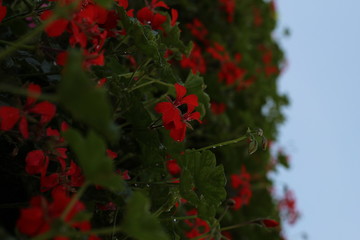 red flowers on a white background