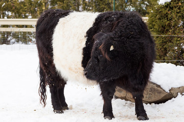Huge belted Galloway beef with characteristic white marking standing in snow 