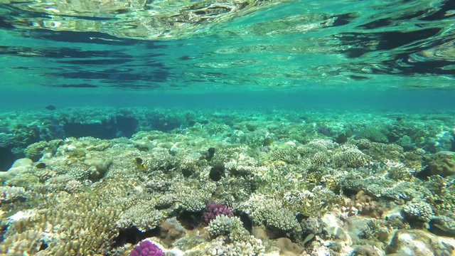 Colorful aquarium, beautiful parrot fish swimming in ocean corals