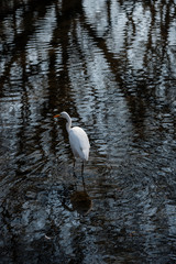 湧水の流れで餌をとるシラサギ