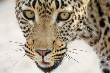 Close-up of a leopard, frontal face, Khwai River, Botswana, Africa.