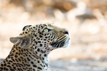 Close-up portrait of a leopard looking up spellbound, Khwai River, Botswana, Africa.