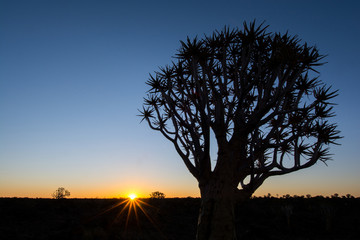 Majestic Quiver Tree silhouette at sunset, outside of Keetmanshoop, Namibia, Africa.