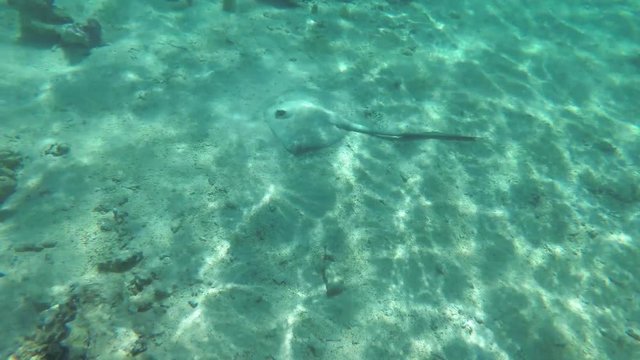 Stingray swimming in the caribbean sea