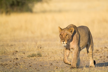 Female lion walking in Etosha national park in a beautiful morning light in dry season, Namibia, Africa.