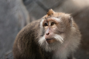 Close-up of the face of a lonely sad monkey looking to the right.