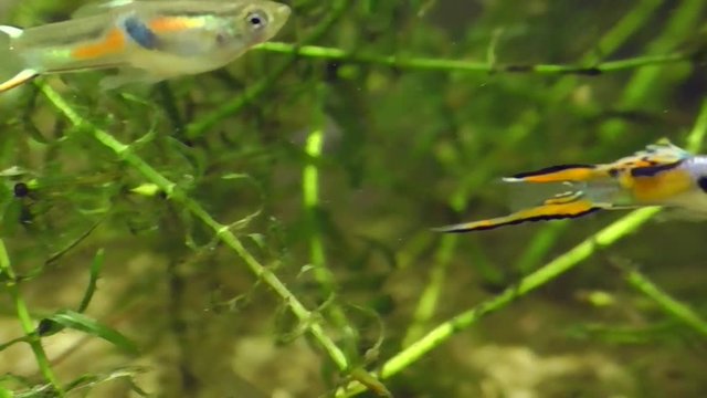 Endlers Guppy (Poecilia wingei)