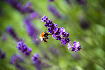 Biene im Anflug auf Lavendelblume