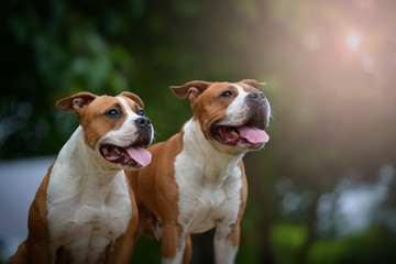 Amstaff Male and Female
