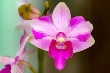 Thai small orchid flower blossom close up.