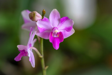 Fototapeta na wymiar small purple orchid flowers no leave 