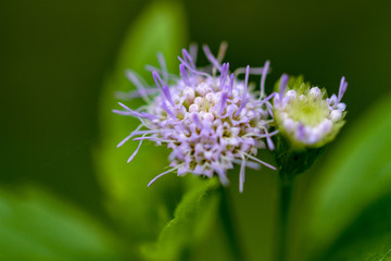 Beautiful Thai wild flower macrophotography with  colorful petals and leaf
