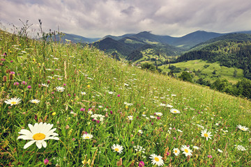 Fototapeta na wymiar Summer meadow with white camomiles just before the rain, summertime mountain landscape