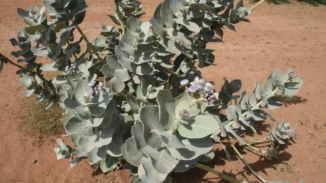 Sodom's Apple blowing in the wind in the sand in the United Arab Emirates. (Calotropis procera)