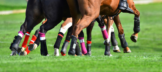 Close up of the legs of polo horses. Horizontal, in motion, group photo.