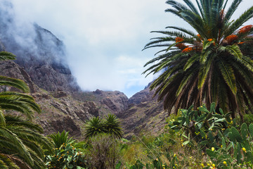 Fototapeta na wymiar Fabulous Masca mountain gorge the most visited tourist attraction on Tenerife