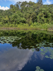 In the pool with water lilies the surrounding trees are mirrored, Guatemala
