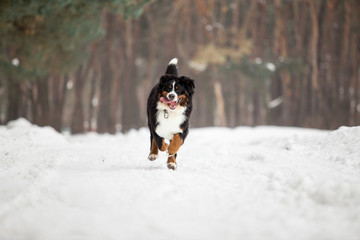 bernese mountain dog in winter forest