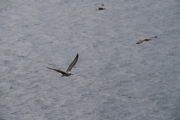 Aves