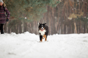 Naklejka na ściany i meble bernese mountain dog in winter forest