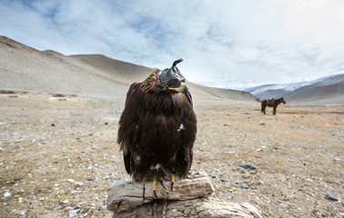 altai golden eagle sitting outside a home of Kazakh eagle hunter