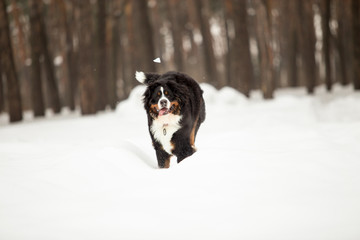 Naklejka na ściany i meble bernese mountain dog in winter forest