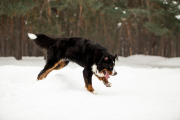 Fototapeta na wymiar bernese mountain dog in winter forest