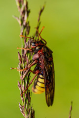 Hornet