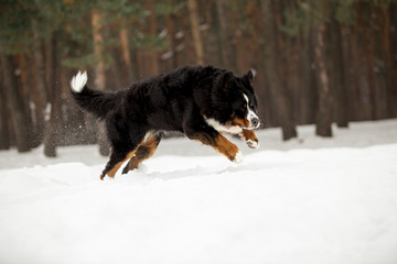 bernese mountain dog in winter forest