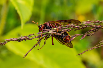 Hornet