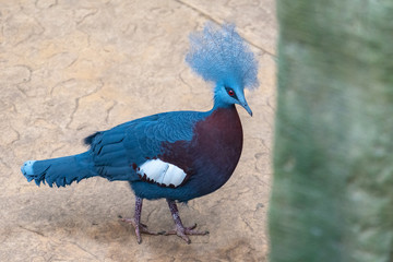 Sclater’s crowned pigeon