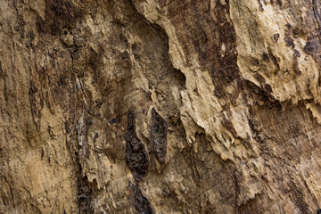 Old Wood Tree  Texture Background Pattern, Close up texture, background with copy space for text.