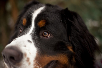 bernese mountain dog in winter forest