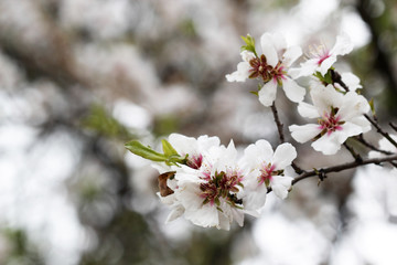 cherry blossom