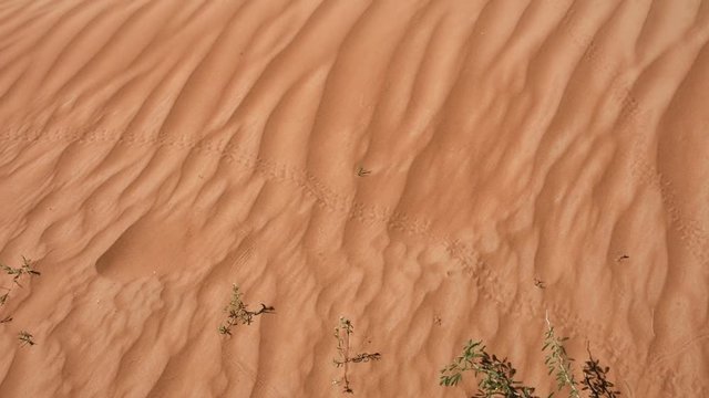 Animal tracks across the rippling orange patterned sand dunes in the desert of the United Arab Emirates (UAE). 