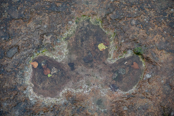 The footprints of dinosaur on a stone