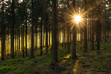 Sunset in a spring forest in Germany