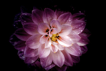 Flower with Waterdrops on Black Background, vintage style