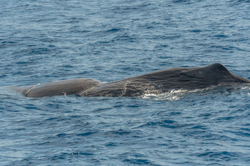 Obraz premium Cachalot