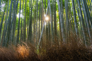 Bamboo forest of Arashiyama at Kyoto, Japan